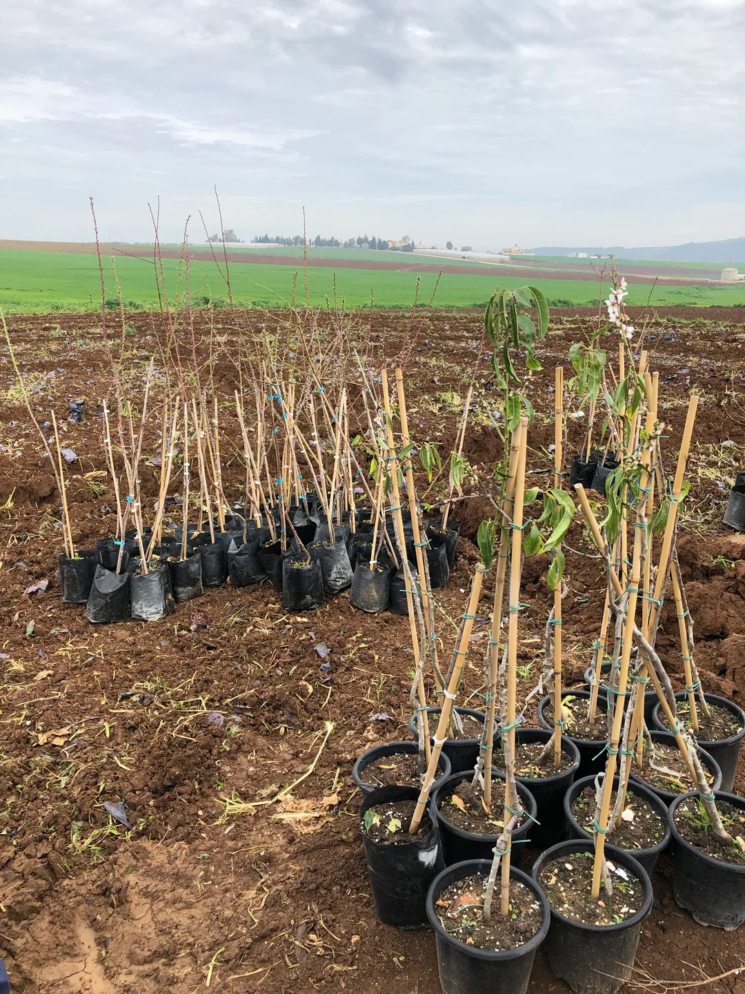 Almond saplings in pots waiting to be planted in an open field