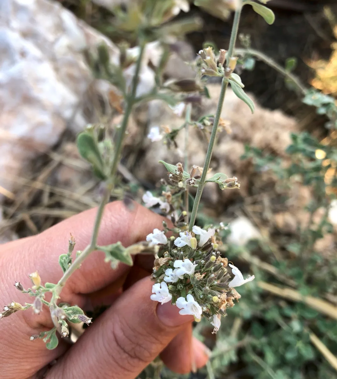 A hand holds a blooming za'atar (sage) plant